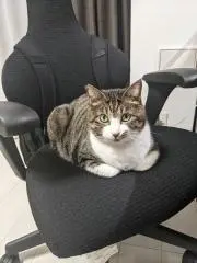 猫飼い