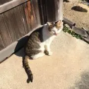 すーの画像
