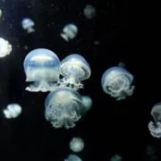 ナツ ☺︎ 旅行の為7/1の次7/9発送の画像