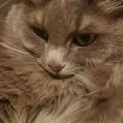 たく