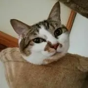 ぼんこ