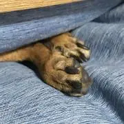 つちのこ
