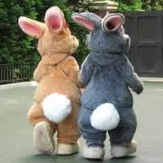 うさぎの画像