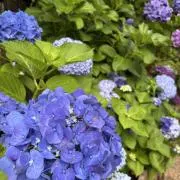 花の画像