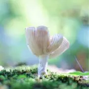 きのこの画像