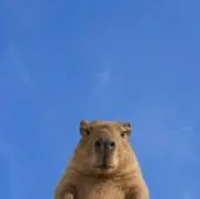 氷の画像