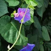 やまこの画像