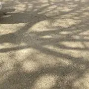 PEEの画像