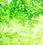 summer leafの画像
