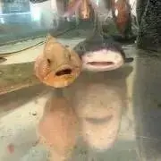 うたまろの画像