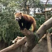 UMの画像