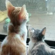 みゅーあ