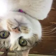 マリィの画像