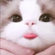めろの画像