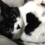 にゃんたろうの画像