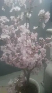ニック