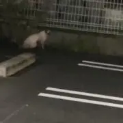 定時の画像