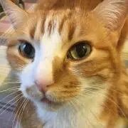 オレンジキャットの画像