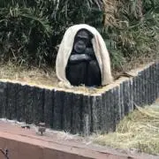 ポーポーの画像