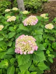 紫陽花の画像