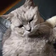 ねこ