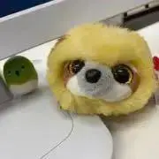 ぽんの画像