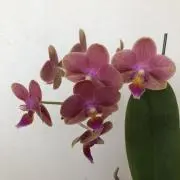 なーさんの画像