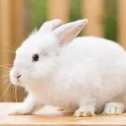 manaの画像