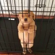 だーおく