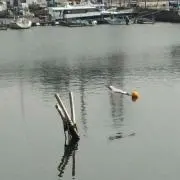 しゅんしゅんの画像