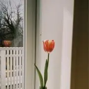 宵