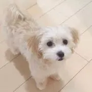 キムラ