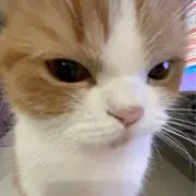 るるの画像