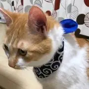 ちゃィ