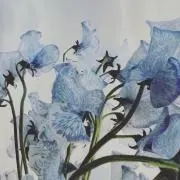 とまとの画像