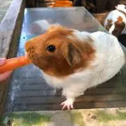 福まるの画像