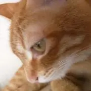 なる