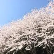 sumireの画像