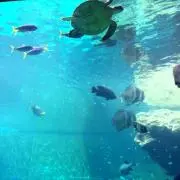 ハルの画像