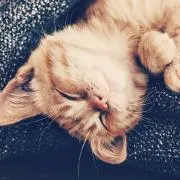 あけみかん