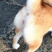 Shibashibaの画像
