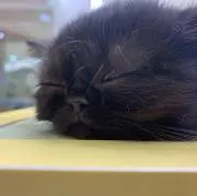 nの画像
