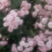 いみ (まとめ買い割引)の画像