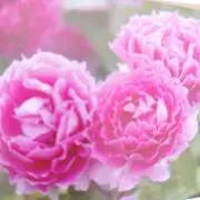 テルスの画像