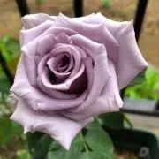 Youの画像