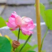 ぺこの画像