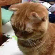 うめだいにゃん