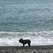 蕨の画像