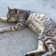 ふく
