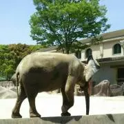 りかお
